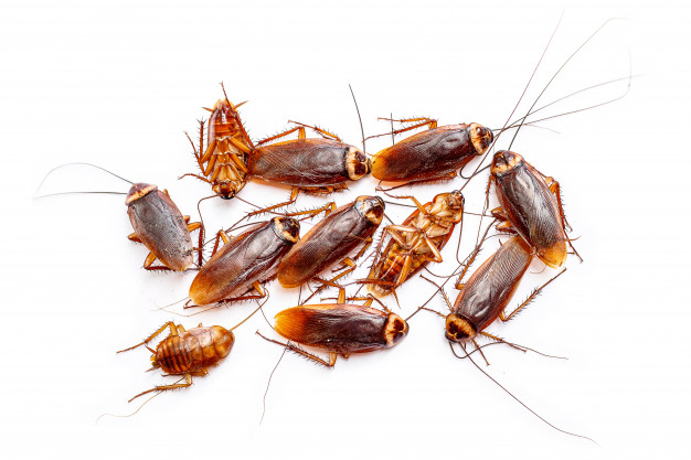 Can You Make Your House Pest-Proof in Advance? - Cockroach Pest Control ...