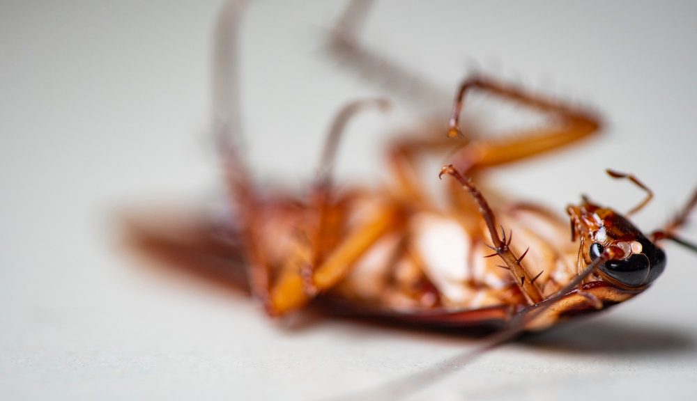 cockroach treatment services Brisbane
