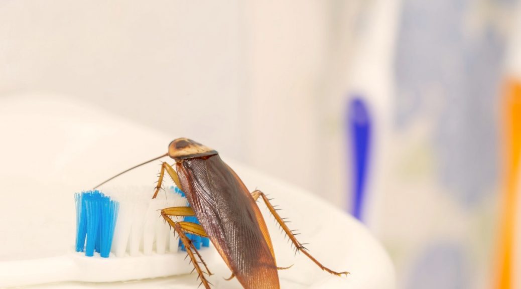 cockroach control Brisbane
