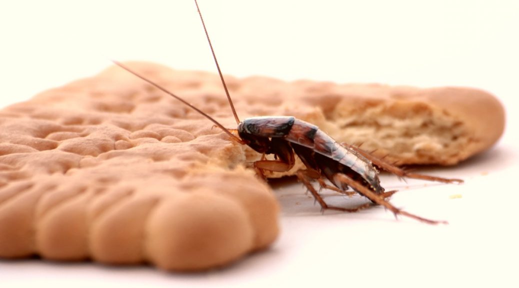 cockroaches control service Brisbane