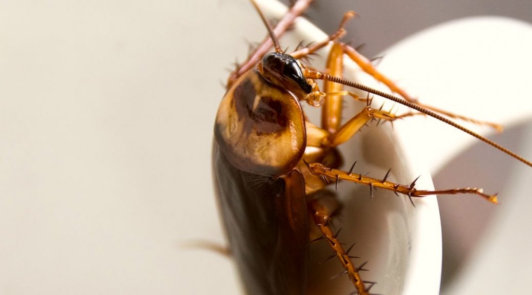 affordable cockroaches treatment services