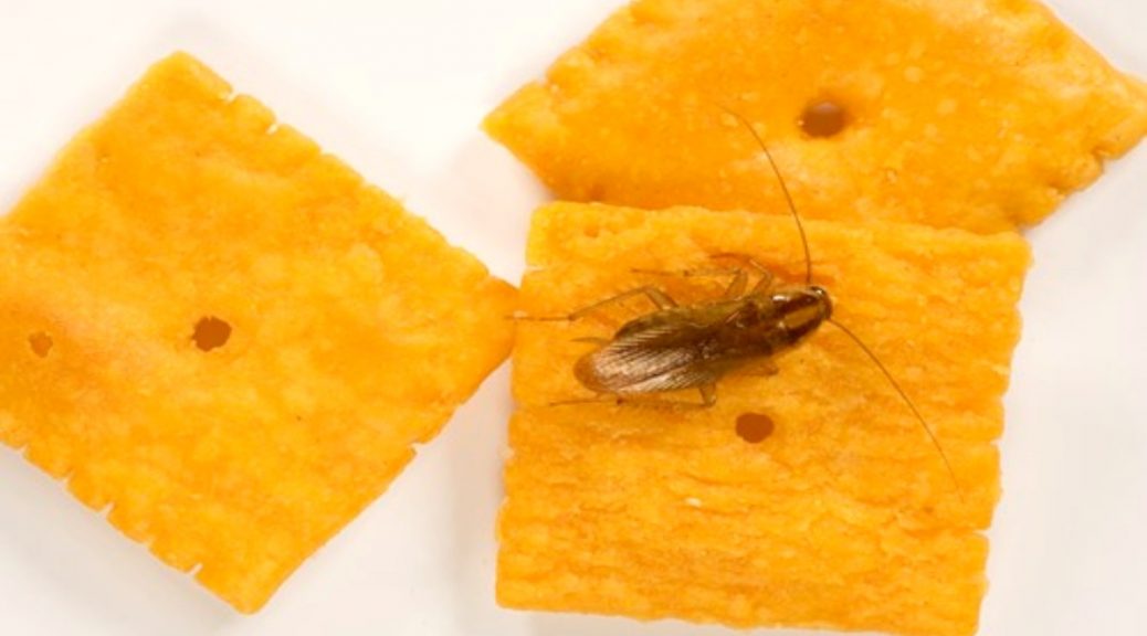 cockroach treatment services near me