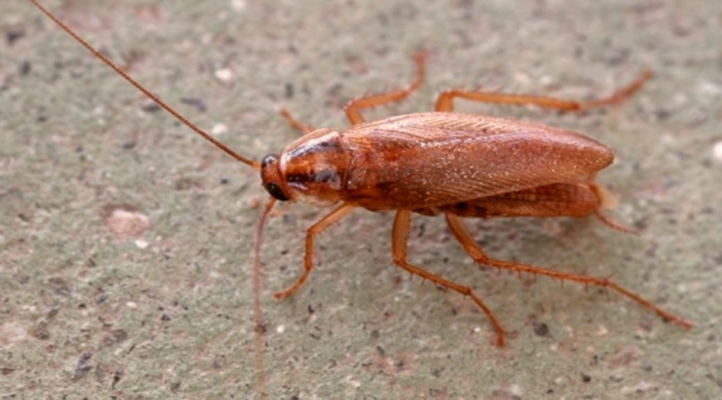 pest control cockroaches near me