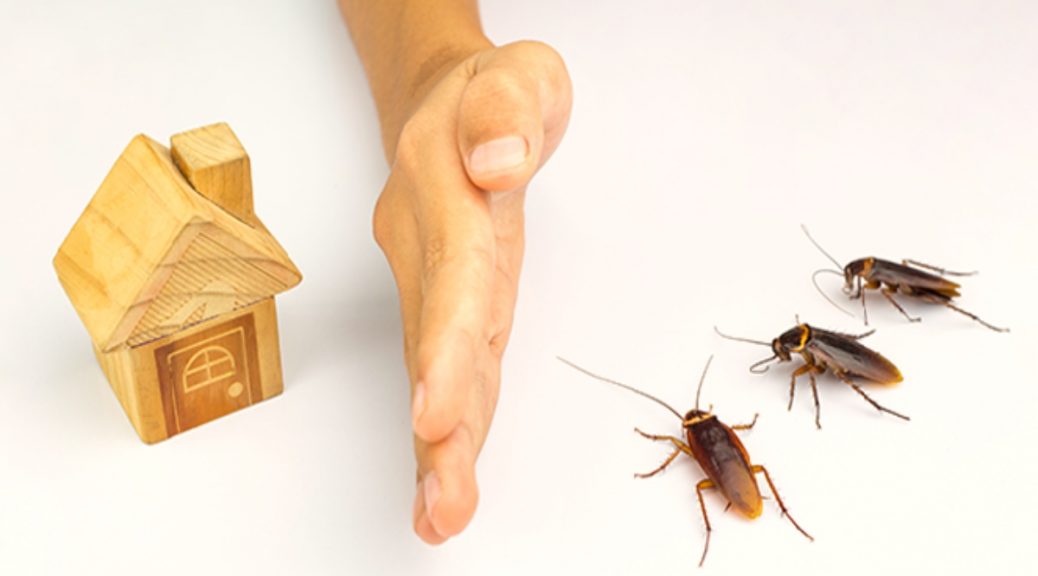 Cockroach specialist Brisbane