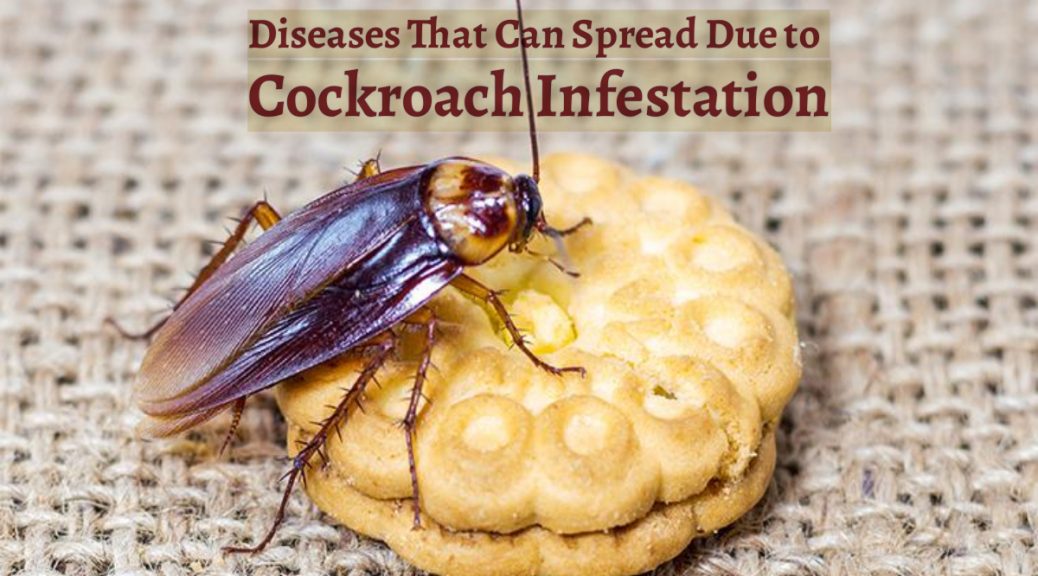 cockroach control Brisbane