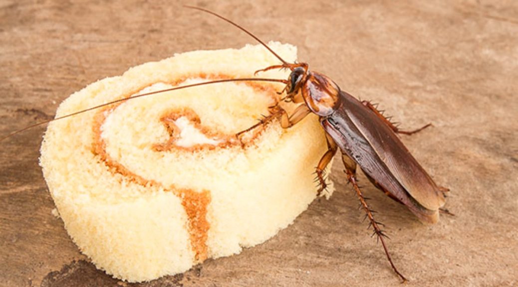 cockroaches control specialist Brisbane