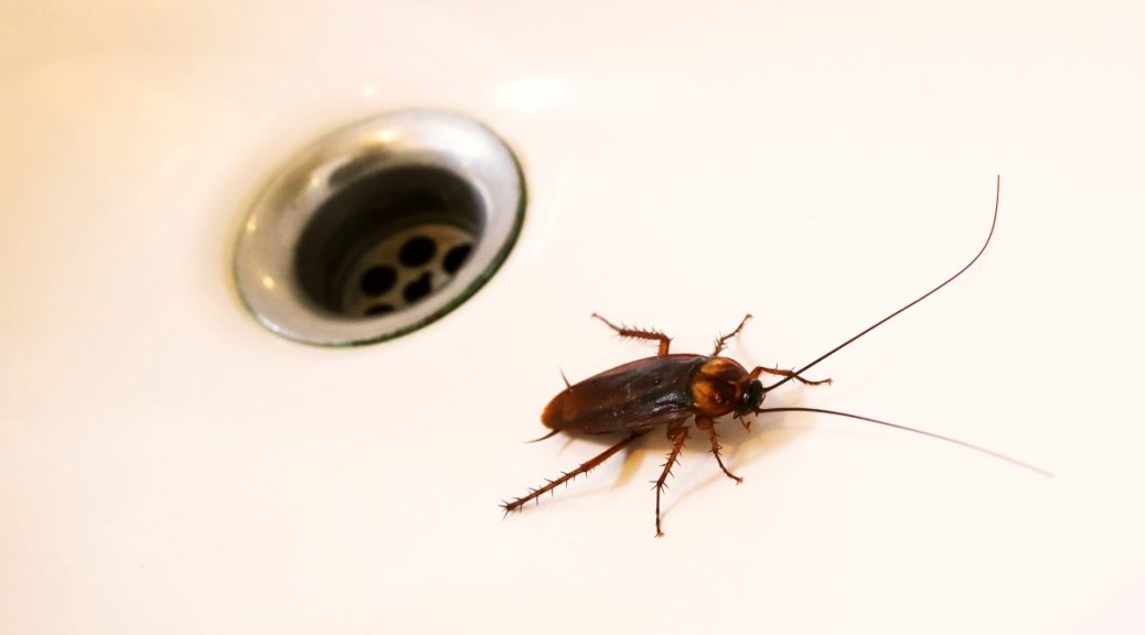 cockroach inspector near me