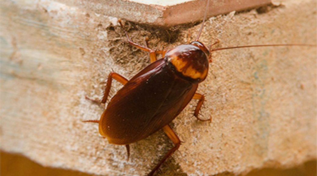 cockroach treatment services brisbane