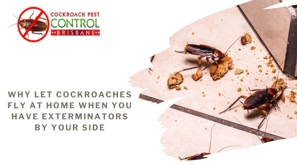 cockroaches inspector in Brisbane