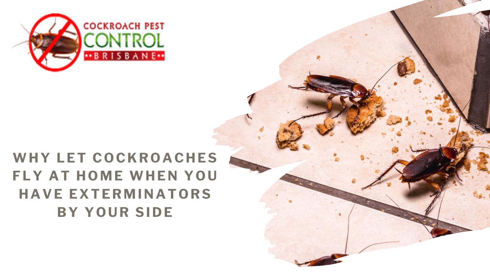 Pest Control Cockroaches Near Me | Cockroaches Pest Control Specialist ...