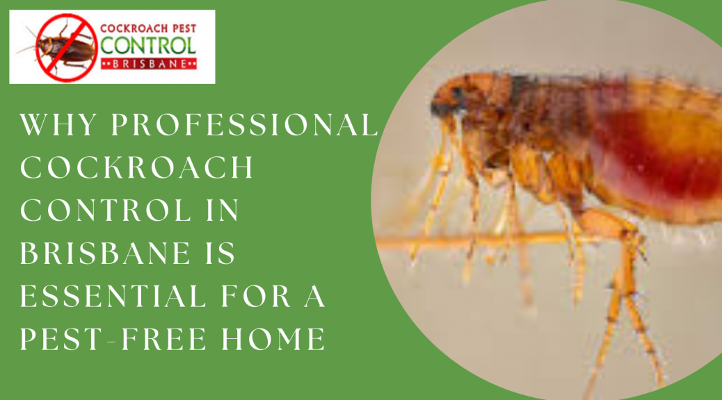 Why Professional Cockroach Control in Brisbane is Essential for a Pest-Free Home